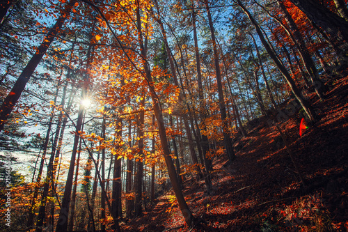 beautiful autumn forest 