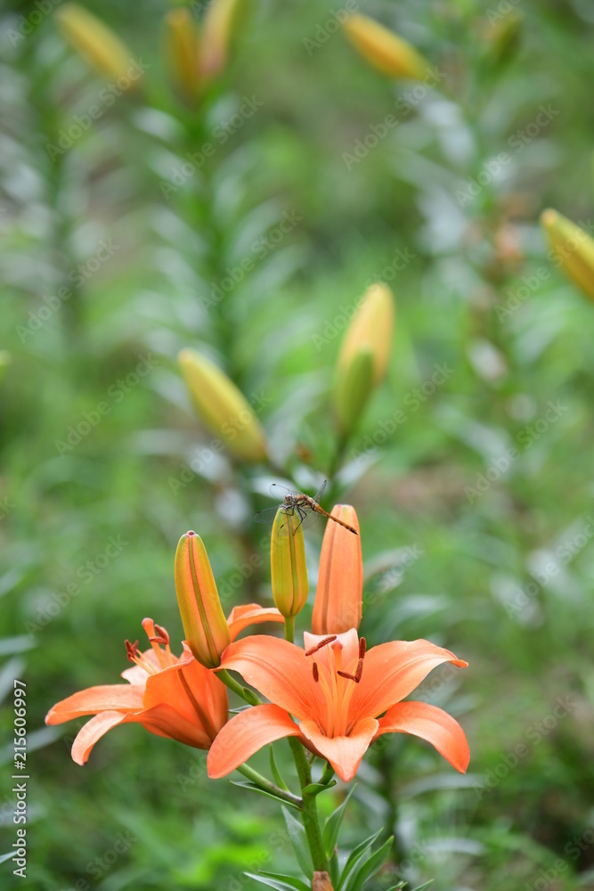 Obraz premium ゆり園