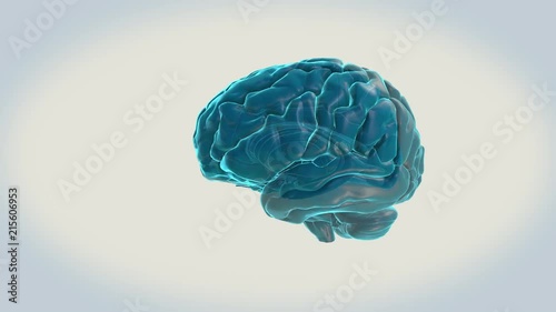BRAIN-Superior colliculus on a white background
Human Brain Atlas photo