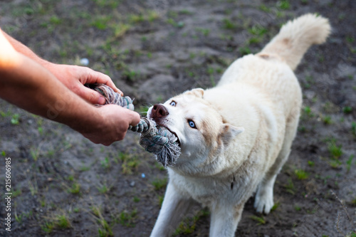 Husky dog playing with his owner, pull a rope from his hand