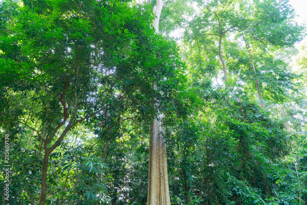 Fototapeta premium tree in forest