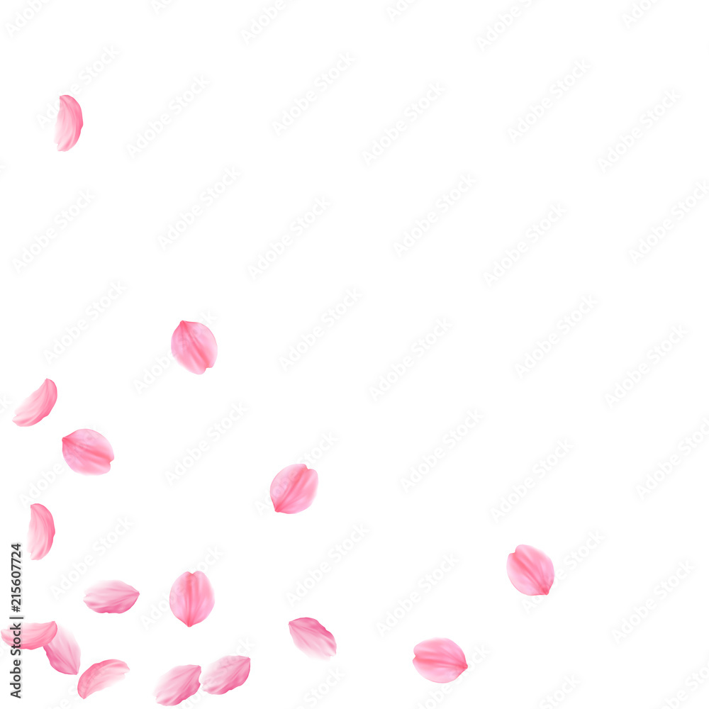 Sakura petals falling down. Romantic pink silky medium flowers. Sparse flying cherry petals. Scatter