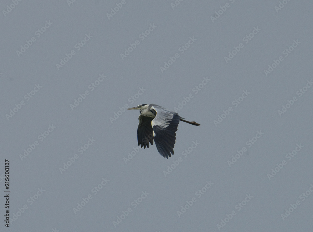 Obraz premium Heron flying at Svartsjö, Ekerö, Stockholm