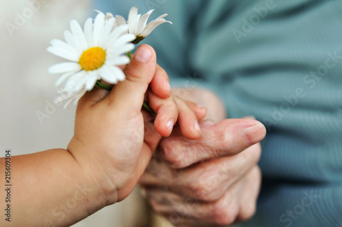 baby hand gives chamomile for older woman on holiday