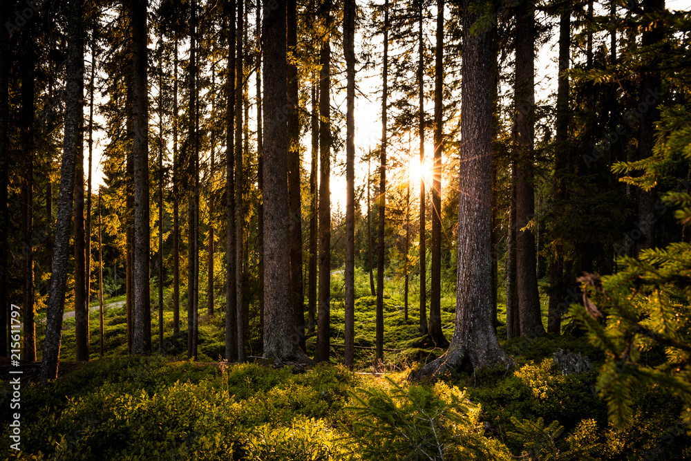 Sonne leuchtet durch den Wald im Sommer