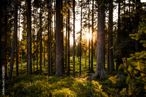 Sonne leuchtet durch den Wald im Sommer
