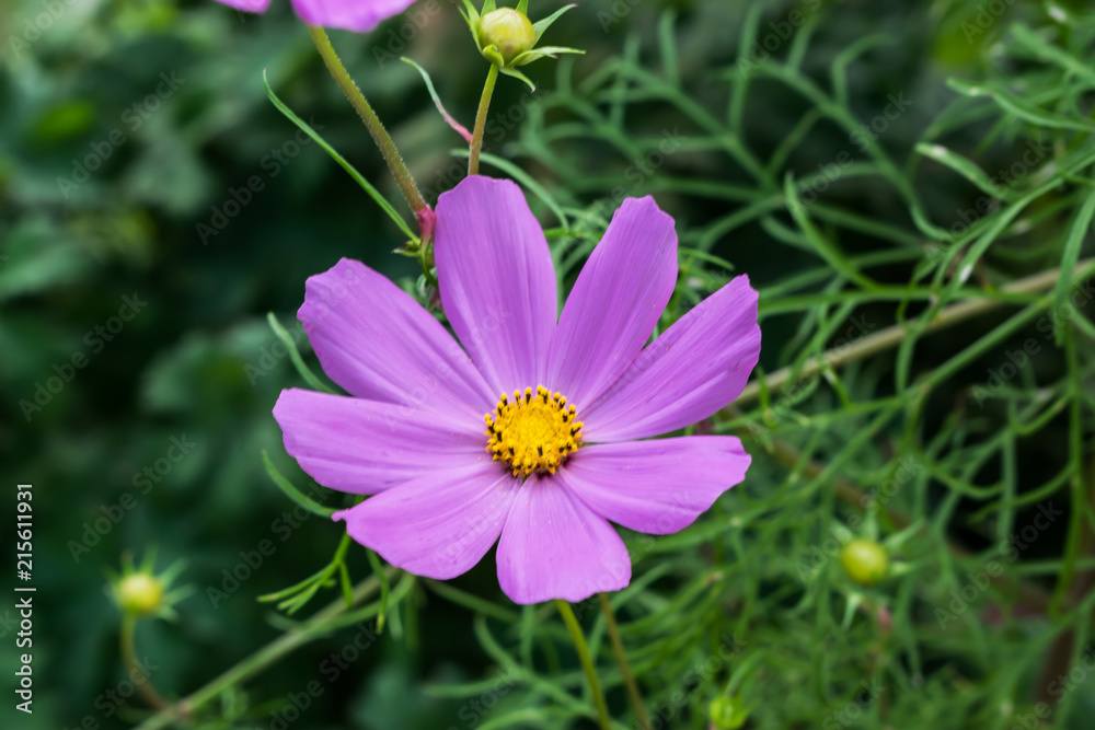 Coreopsis flower in the garden in Poland on the summer. Coreopsis flower in the garden in Poland on the summer.