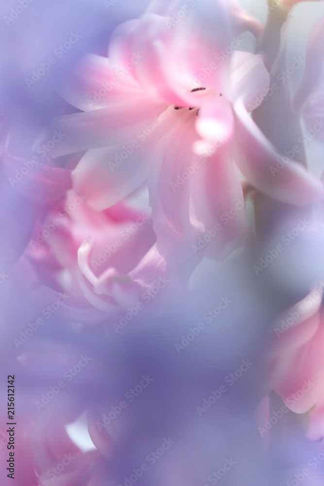 dreamlike pink hyacinth dreamlike pink hyacinth