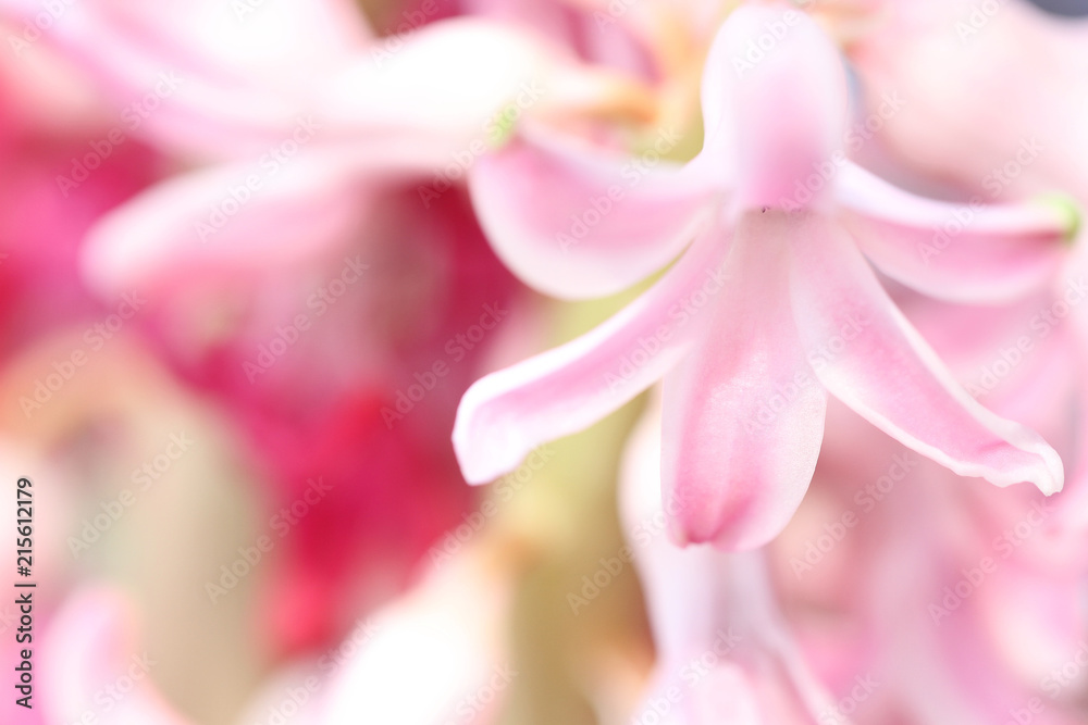 gentle pink hyacinth