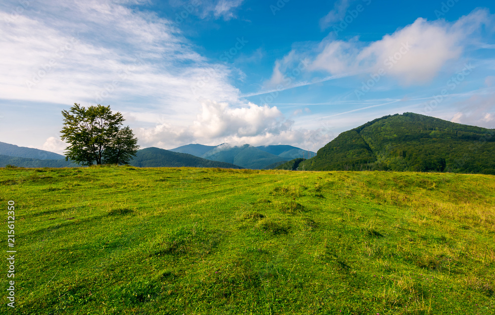 grassy meadow in mountains. tree on the edge of a hill. wonderful weather condition in early autumn. beautiful countryside background