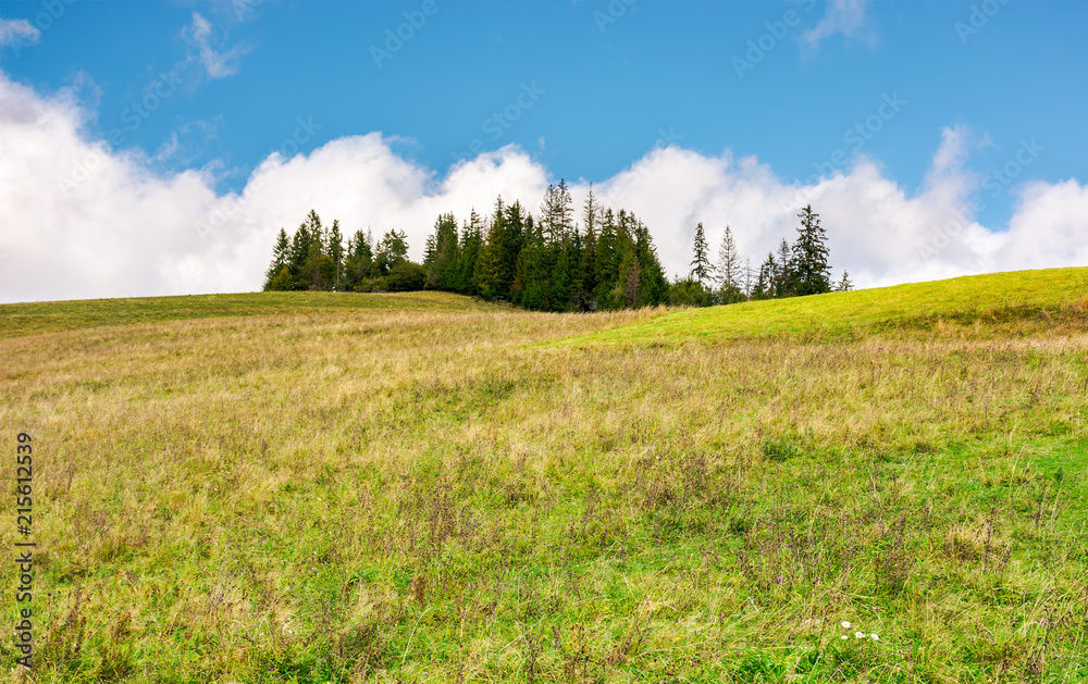 Fototapeta premium spruce woodlot on top of a hill. hillside with weathered grass in early autumn. massive cloud behind the scene. lovely nature background
