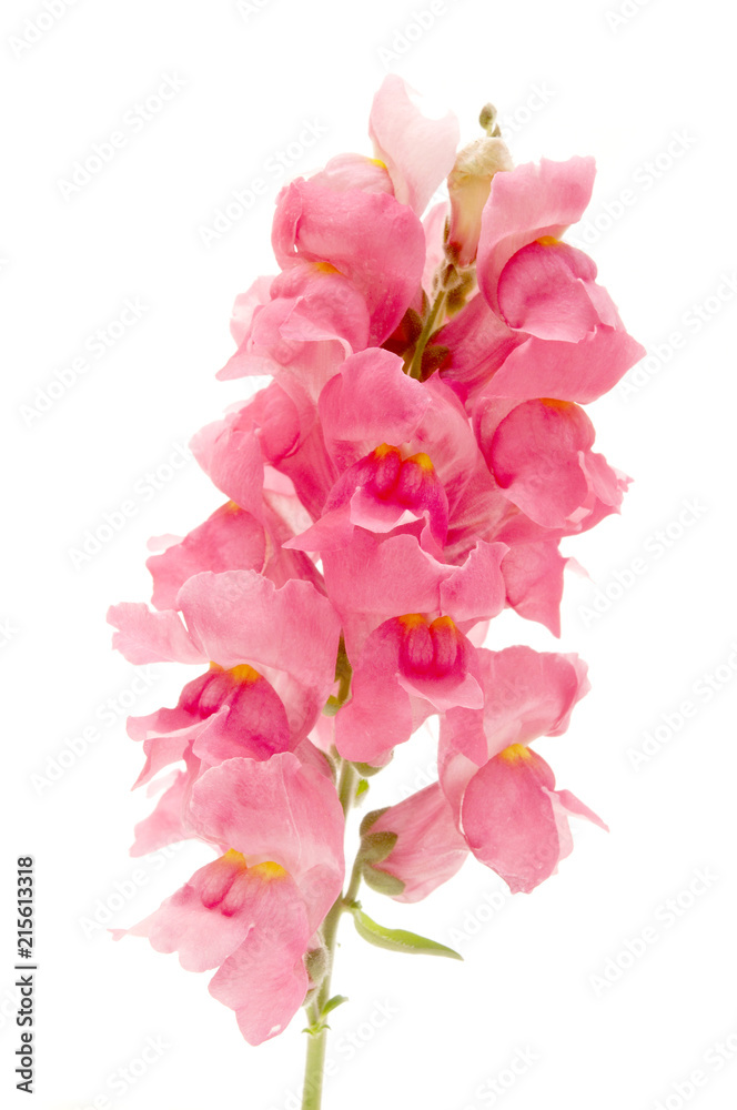 Common Snapdragon Common Snapdragon
