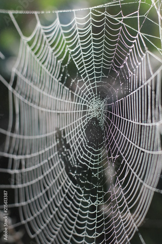morning dew on the cobweb
