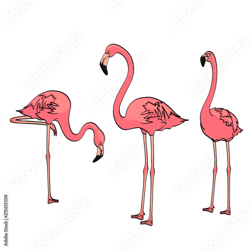 Isolated object on white background. Three pink flamingos on the blue sea, birds rest. Vector