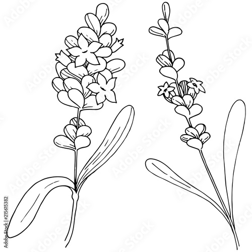 Vector lavender wildflower in a vector style isolated. Vector flower for background, texture, wrapper pattern, frame or border.