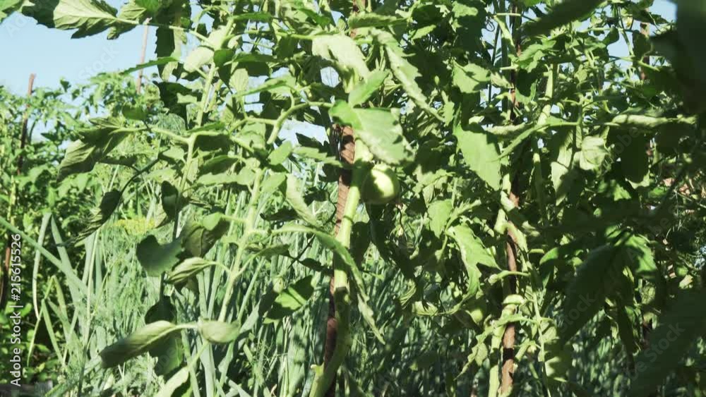 Fruits of tomato ripen on high bushes stock footage video Fruits of tomato ripen on high bushes stock footage video