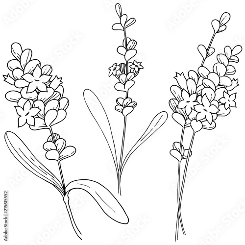 Vector lavender wildflower in a vector style isolated. Vector flower for background, texture, wrapper pattern, frame or border.