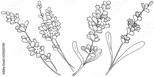 Vector lavender wildflower in a vector style isolated. Vector flower for background, texture, wrapper pattern, frame or border.