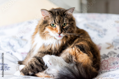 Closeup portrait of calico maine coon cat sitting lying on bed grooming with open mouth pink tongue funny, in bedroom