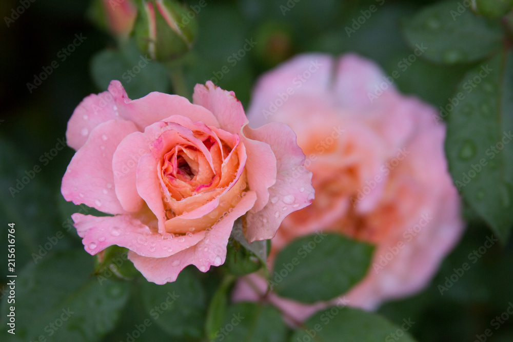 Beautiful rose after rain. Summer in garden. Flowers after rain. Beautiful rose after rain. Summer in garden. Flowers after rain.