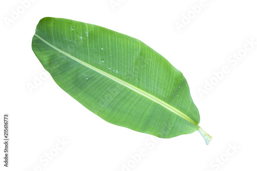 green banana leaf , green tropical foliage texture isolated on white background of file with Clipping Path . 