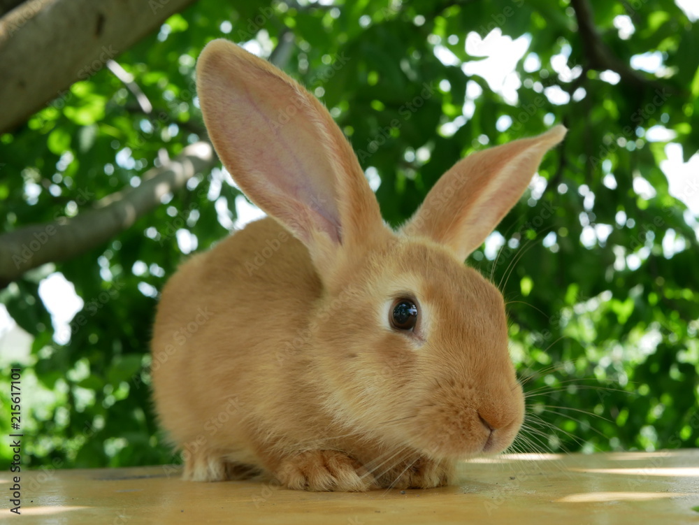 Fototapeta premium Polonne / Ukraine - July 19 2018: Rabbit on the table