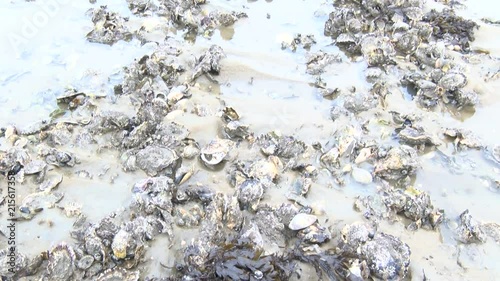 Pazifische Auster im Nationalpark Wattenmeer
