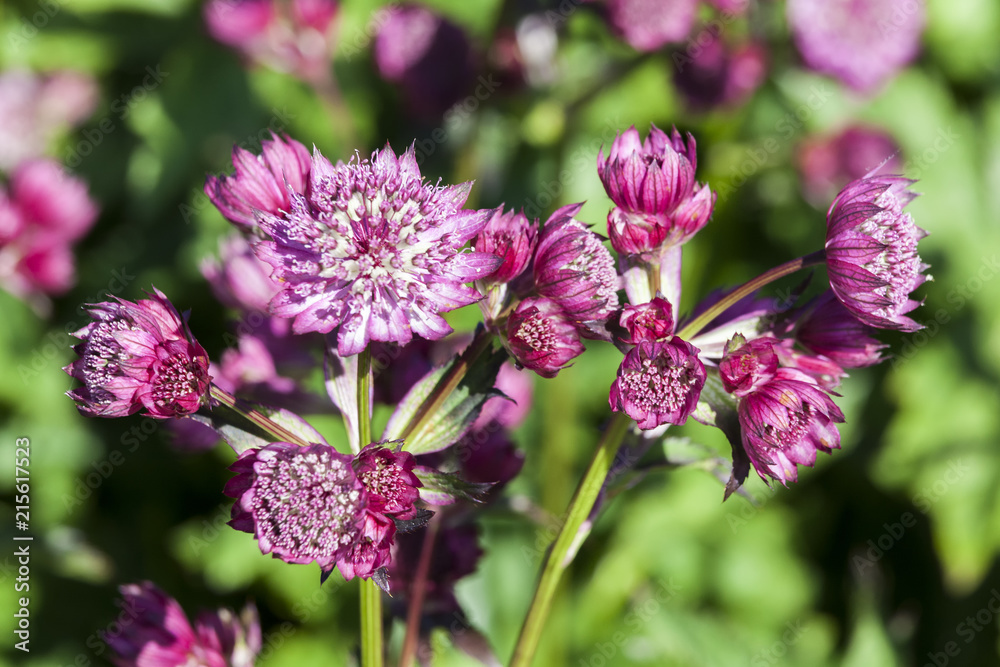 Astrantia major 'Abbey Road' an herbaceous perennial springtime summer flower plant commonly known as great masterwort Astrantia major 'Abbey Road' an herbaceous perennial springtime summer flower plant commonly known as great masterwort