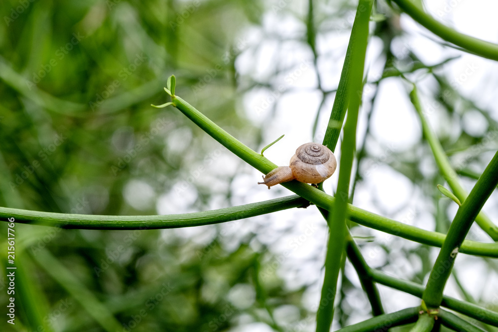 Closeup image of a snail on the tree branch with blur background Closeup image of a snail on the tree branch with blur background