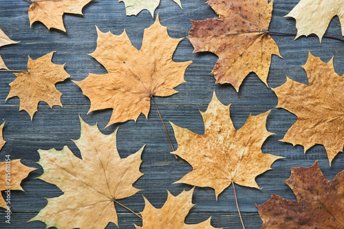 Dry maple leaves on a dark wooden background        