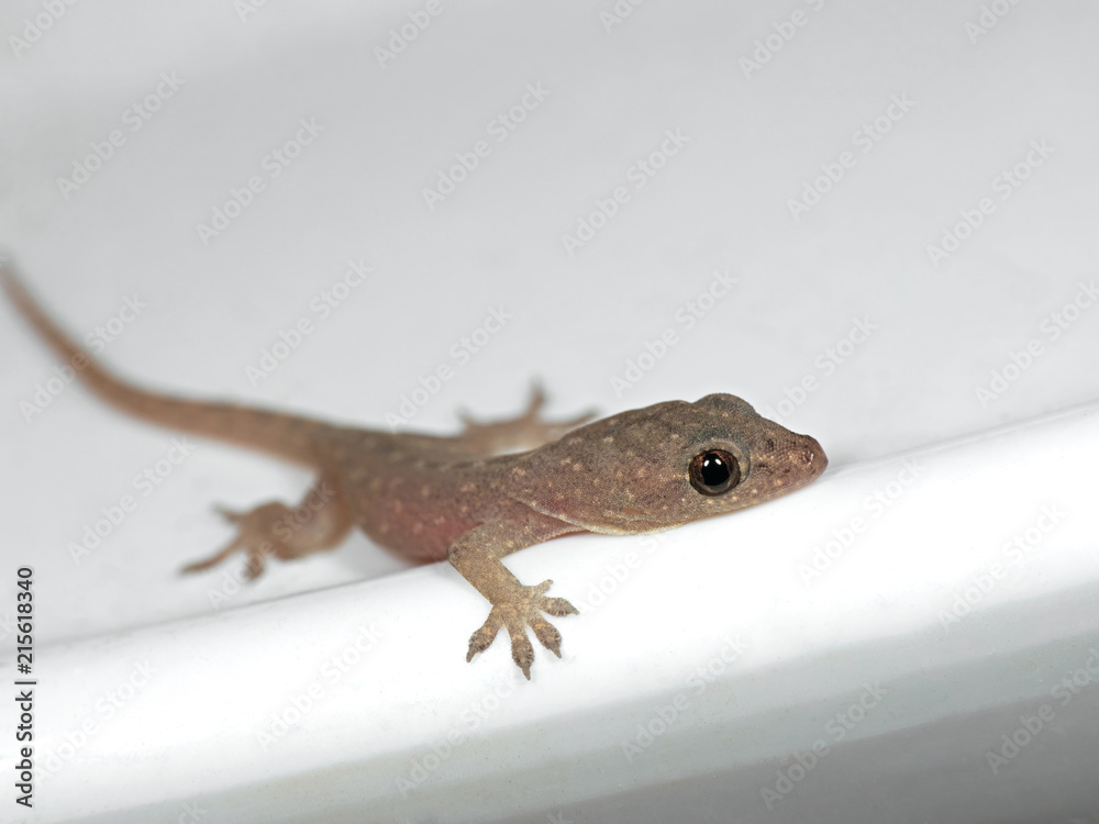 Fototapeta premium Baby Common House Gecko on White Floor