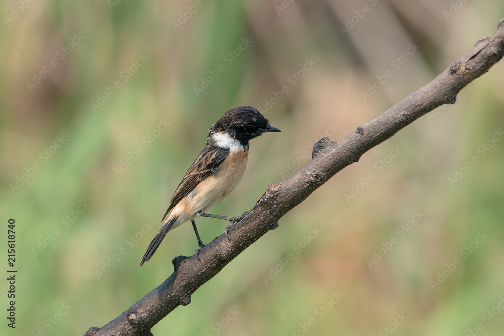 Siberian stonechat or Asian stonechat is a recently validated species of the Old World flycatcher family. It breeds in temperate Asia and easternmost Europe and winters in the Old World tropics. Siberian stonechat or Asian stonechat is a recently validated species of the Old World flycatcher family. It breeds in temperate Asia and easternmost Europe and winters in the Old World tropics.