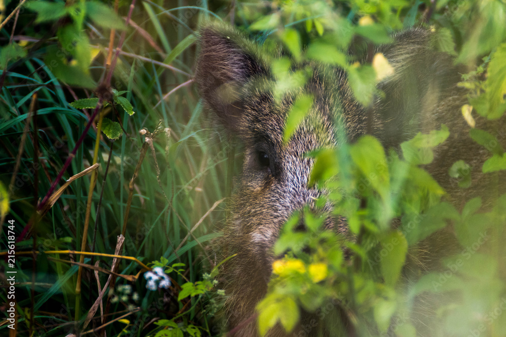 Obraz premium Jeune sanglier - Sus scrofa