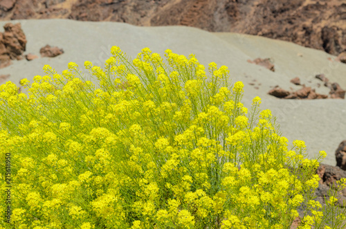 Typical flowering plant Descurainia bourgaeana or Hierba pajonera, that grows in Las Cañadas del Teide,Canary islands,Spain, photo