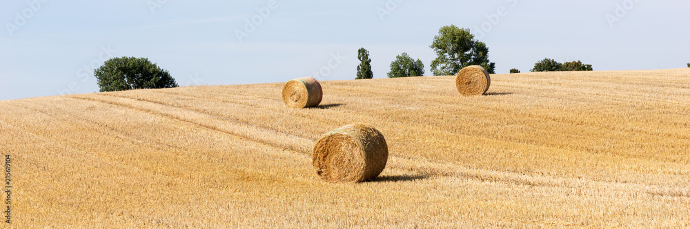Field with hay bales on a sunny day