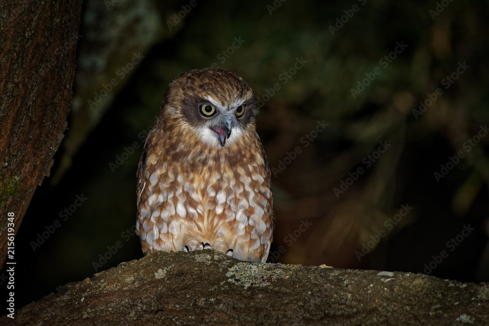 Southern Boobook - Ninox boobook small owl from Australia in the night