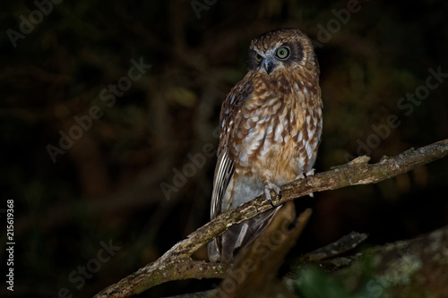Southern Boobook - Ninox boobook small owl from Australia in the night