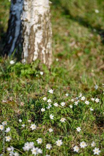 large field of white anemone flowers in spring