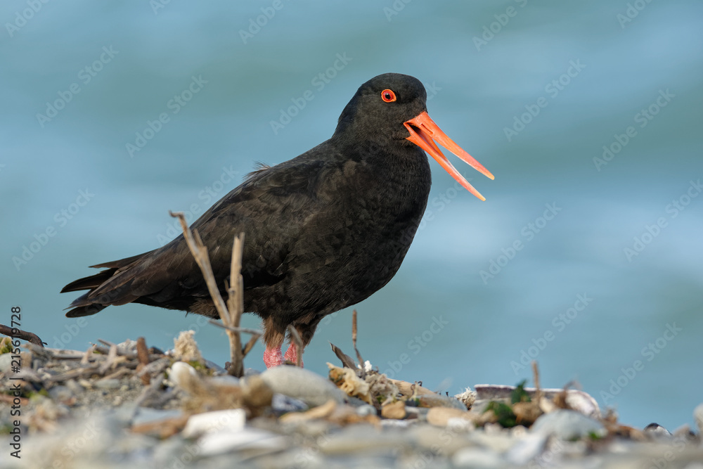 Haematopus unicolor - Variable oystercatcher - torea feeding on the seaside in New Zealand