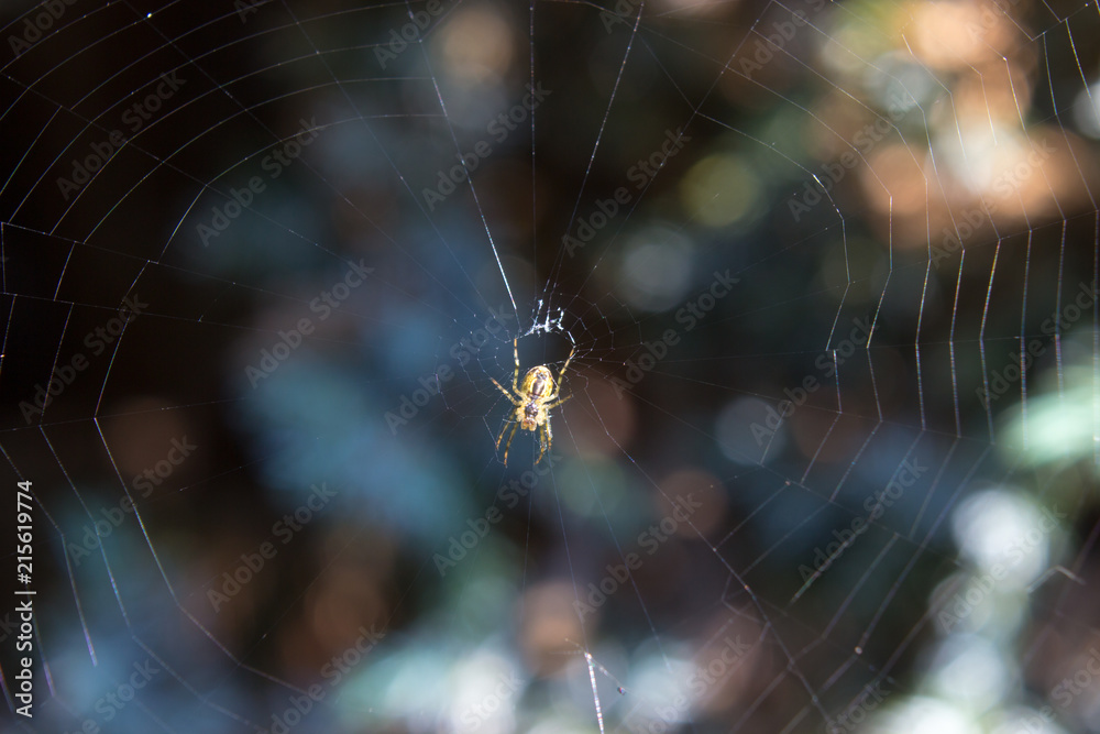 Photo of single spider in his home network Photo of single spider in his home network