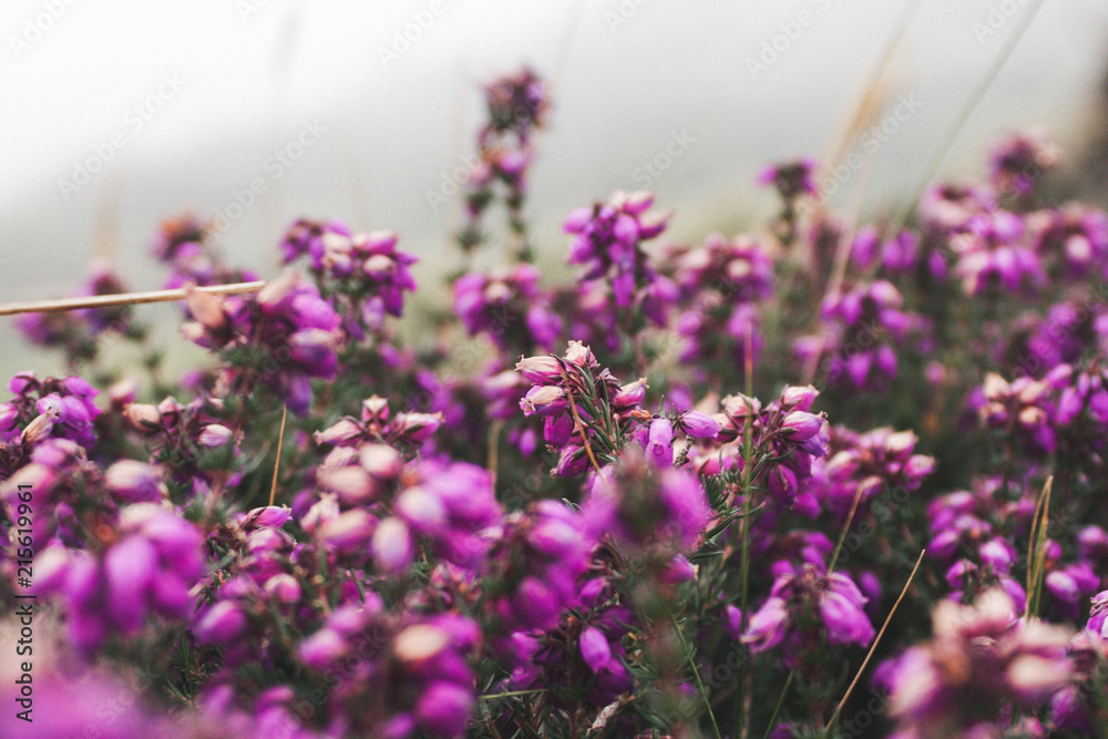 Purple Flowers Purple Flowers