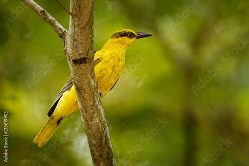 Black-naped oriole - Oriolus chinensis female - passerine bird in the oriole family that is found in many parts of Asia photo