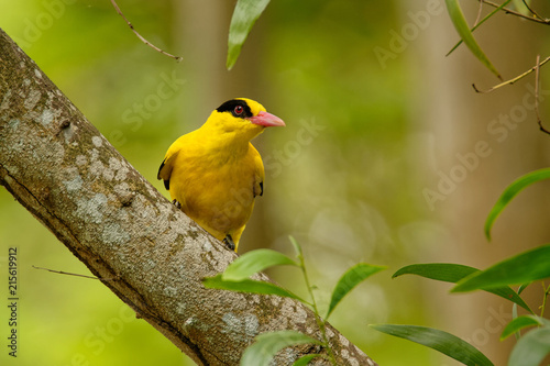 Φωτογραφία Black-naped oriole - Oriolus chinensis male - passerine bird in the oriole famil