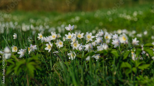 large field of white anemone flowers in spring