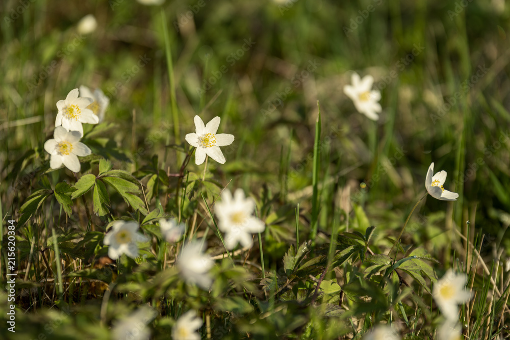 large field of white anemone flowers in spring large field of white anemone flowers in spring