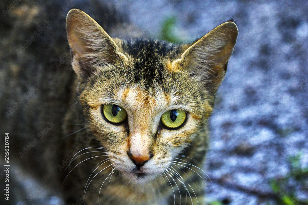 Obraz premium A portrait of a street cat, a cat looks into the camera