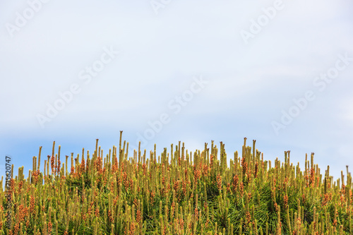 Treetop of pine tree have beautiful flower on the sky was cloudy.