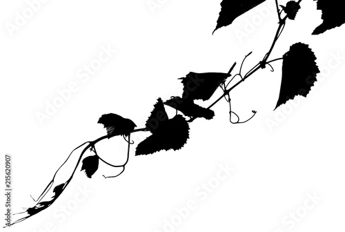  vigne noire, fond blanc