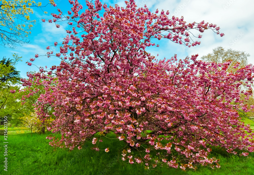 Kew botanical garden in spring, London, United Kingdom Kew botanical garden in spring, London, United Kingdom