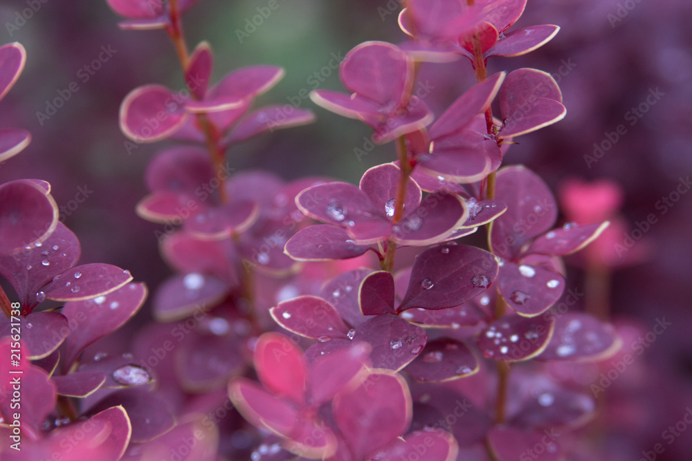 Wet twig of red barberry with water drops on leaves after rain Wet twig of red barberry with water drops on leaves after rain